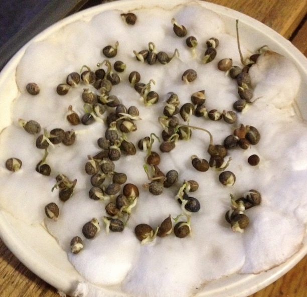 25/mt of Cleaned Vetch Seed | Grain & Seed - Vetch For Sale